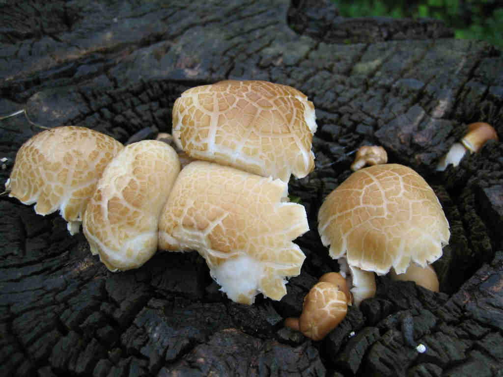 I Funghi primaverili: Agrocybe aegerita
